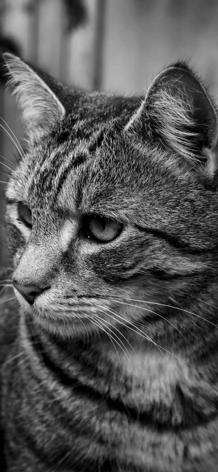 Curious Cat