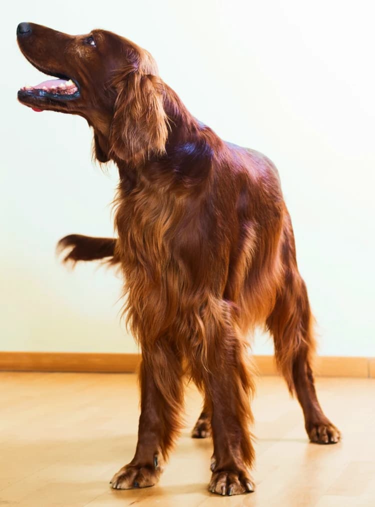 Happy Pet