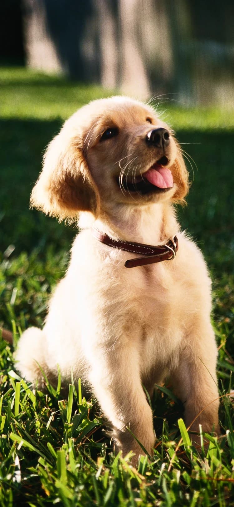 Happy Dog